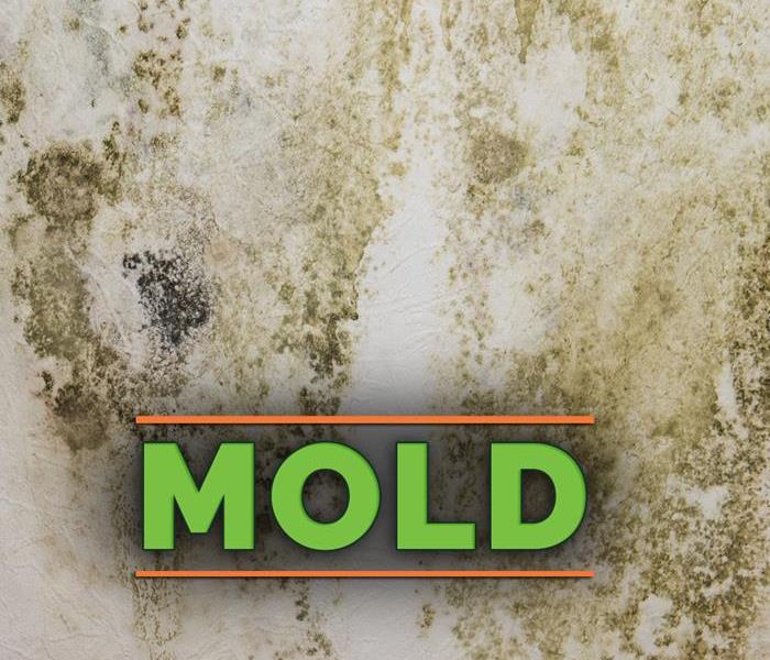 Mold growth on a white wall - Text on image that says MOLD